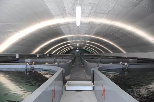 3條海魚10年增值300億，工業化養殖模式引領海水養殖新變革