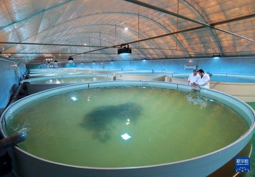 河北唐山 特色海產養殖促增收，海水養殖技術研發助發展